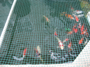 池には、たくさんの錦鯉がいます。